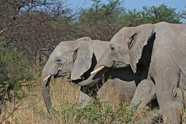 219 Etosha NP, olifant.JPG